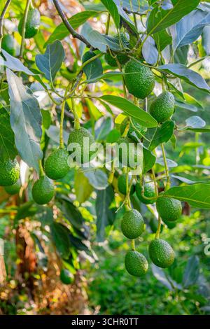 A close-up of fresh green avocados hanging on a tree in Popayán, Cauca, Colombia, surrounded by lush foliage. Stock Photo