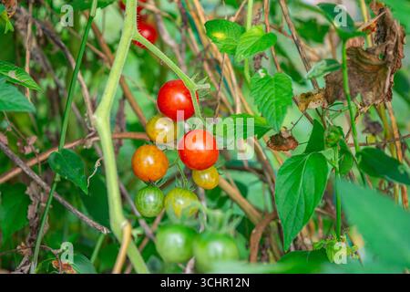 Colorful cherry tomatoes in various ripeness stages growing on lush green vines in Popayán, Cauca, Colombia. Stock Photo