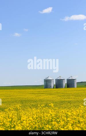 steel storage bins on the edge of a canola field, agriculture landscape, farming in the autumn. Stock Photo