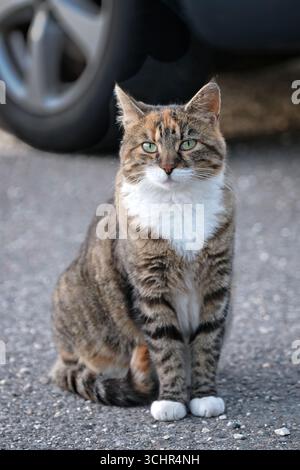 Young street Cat on the backyard looking curious at camera. Vertical image with selective focus. Stock Photo