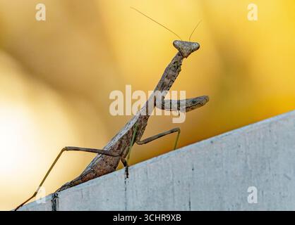 Praying mantis in brown phase perched on a white fencef with golden background. Stock Photo