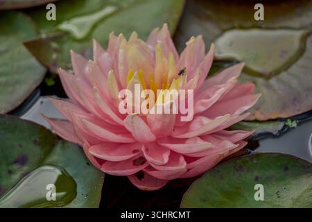 Lush colorful water lily Nymphaea Stock Photo