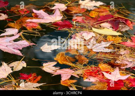 Autumn Pond with Maple Leaves and Pine Needles. A colorful autumn image of leaves and pine needles floating on a pond. Stock Photo