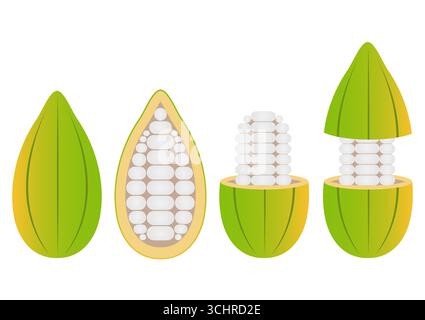 Fresh Cocoa Fruits, Cacao Beans, Cocoa Pod. Vector Illustration Isolated on White Background. Stock Vector