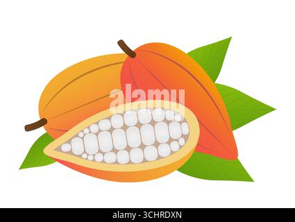 Fresh Cocoa Fruits, Cacao Beans, Cocoa Pod. Vector Illustration Isolated on White Background. Stock Vector