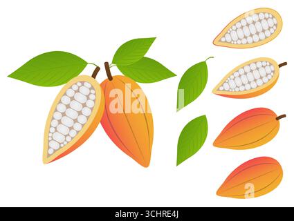 Fresh Cocoa Fruits, Cacao Beans, Cocoa Pod. Vector Illustration Isolated on White Background. Stock Vector