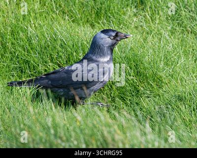 Jackdaw (Corvus monedula) with caterpillar prey caught while foraging on coastal clifftop grassland, Cornwall, UK, April. Stock Photo