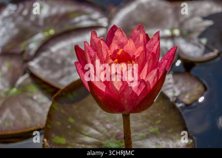 Lush colorful water lily Nymphaea Stock Photo