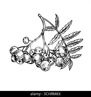 Monochrome rowan berries cluster with leaves vector isolated composition. Hand drawn ripe mountain ash berry bunch outline drawing. Autumn harvest Stock Vector