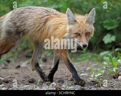 Red Fox (Vulpes vulpes).  Early June in Yellowstone National Park, Wyoming. Stock Photo