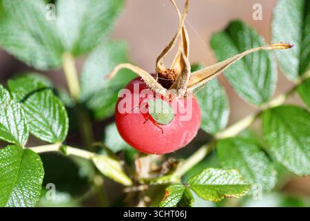 Nymph of a Green shield bug (Palomena prasina) on a rosehip of a Rosa rugosa (rugosa rose, beach rose, Japanese rose, Ramanas rose, letchberry). Stock Photo