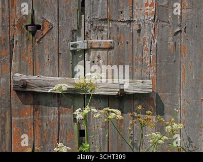 rickety rustic derelict wooden barn door with rusty hinged timber bar fastening, flaking brown paint, gaps, metal clasp and cow parsley in Cumbria, UK Stock Photo