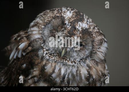 The Tawny Owl (Strix aluco), also called the Brown Owl. Stock Photo