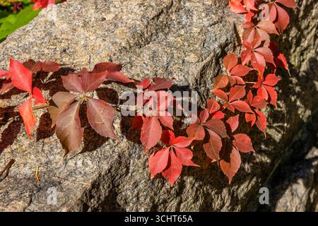 Autumn colors seen on this close up of a boulder where a Virginia Creeper vine grows on top of it. Stock Photo