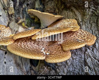 Stacked Dryad's Saddle Mushrooms  on a Tree Stump. Stock Photo