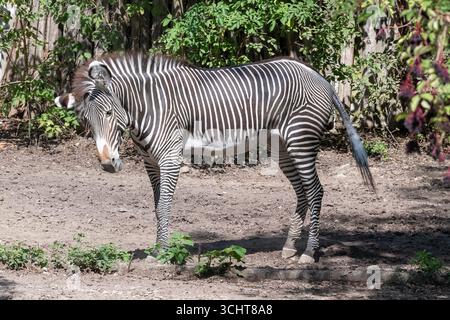 Mulhouse, France - View on a Grévy's zebra walking on the ground in the zoological and botanical garden in Mulhouse. Stock Photo