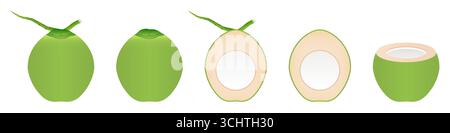 Fresh Green Coconut. Vector Illustration Isolated on White Background. Stock Vector