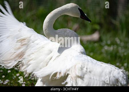 The Trumpeter Swan (Cygnus buccinator) is the heaviest living bird native to North America. It is also the largest extant species of waterfowl. Stock Photo