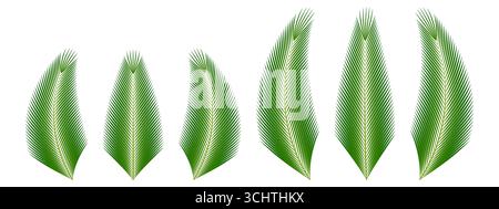 Collection of Palm leaves or Coconut leaves. Vector Illustration Isolated on White Background. Stock Vector