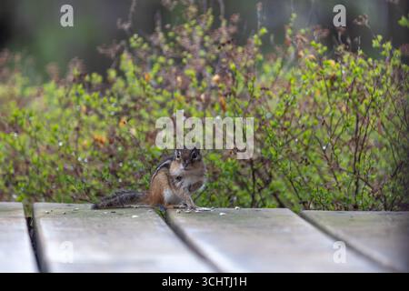 Close up view of an eastern chipmunk (Tamias striatus) sitting at the edge of a wooden deck eating safflower seeds Stock Photo
