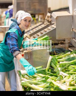 Female worker of vegetable sorting factory arranging lettuce in boxes ...
