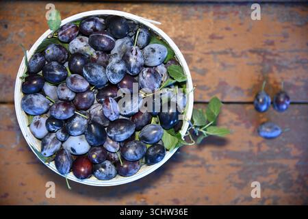 Plum harvest. Farmers hands with freshly harvested plums Stock Photo