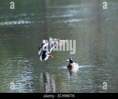 Mallard duck landing next to a paddling mallard duck Stock Photo