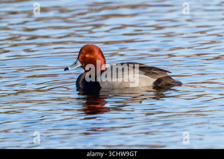 Portrait of a Redhead Duck in early Springtime, swimming in a blue lake in Colorado. Close up view. Stock Photo
