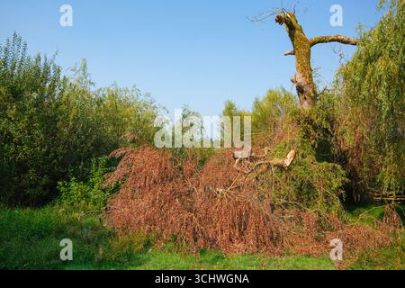 A fallen tree at Trout Lake in John Hendry Park, Vancouver, BC. Stock Photo