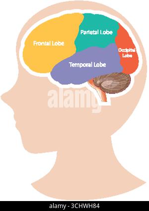 Colorful vector illustration of human brain lobes with labeled sections, ideal for educational use. Stock Vector