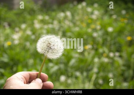 A close-up shot of a dandelion clock held by a hand, with a blurred background of green grass. Stock Photo
