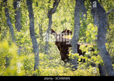 Moose bull (Alces alces) in forest looking into camera – impressive wildlife in Nordic nature. Stock Photo