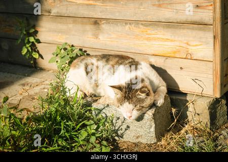Stray cat peacefully sleeping on a stone block in Mtskheta, Georgia, enjoying the warmth of the sun next to a wooden wall Stock Photo