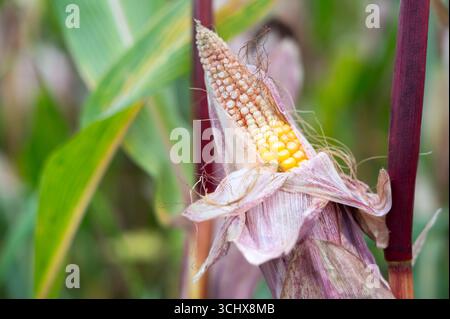 A close-up view of fresh corn on the cob, showcasing its golden kernels surrounded by husks, set against a vibrant agricultural landscape. Stock Photo