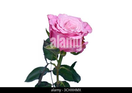 Single pink rose flower on white background Stock Photo