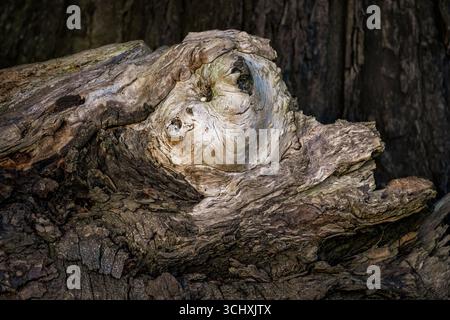 Gnarly old rotten tree stump showing layers of texture, taken at Overscourt woods in Bristol Stock Photo