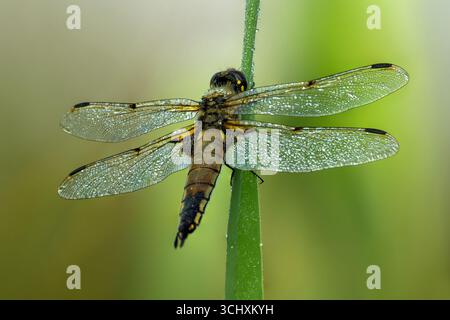Dew covered Four Spotted Chaser Dragonfly on reed, taken early morning shortly after sun rise on the Somerset levels Stock Photo
