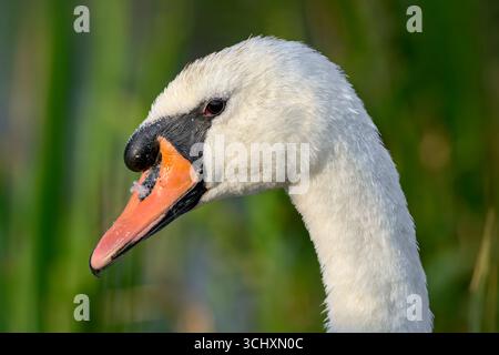 Mute Swan head portrait taken in Somerset, UK in summer Stock Photo
