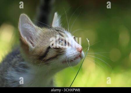 Cute kitten playing at courtyard Stock Photo