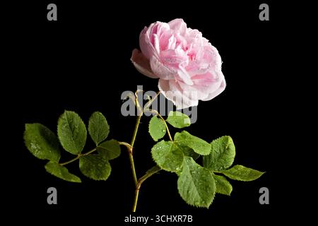 Pink Rose with Dew and Leaves on Black Background Stock Photo
