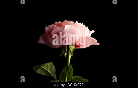 Delicate Pink Rosebud Isolated on Black Background Stock Photo