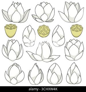 Set of color illustrations with white water lily, lotus. Isolated vector objects on white background. Stock Vector