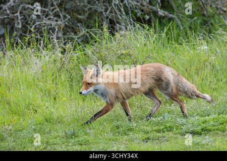 European red fox (Vulpes vulpes crucigera, Vulpes crucigera), running over a meadow, Sweden, Gotland Stock Photo
