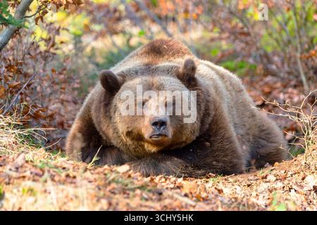 European brown bear, Eurasian brown bear, common brown bear, common bear, European bear (Ursus arctos arctos), lying in a hollow in a forest, front vi Stock Photo