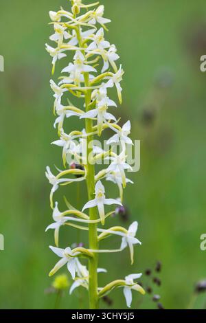 Lesser Butterfly-orchid, Lesser butterfly orchid (Platanthera bifolia, Platanthera solstitialis, Lysias bifolia), inflorescence, Sweden, Gotland Stock Photo