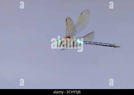 lesser emperor dragonfly (Anax parthenope), male in flight, Canary Islands, Fuerteventura, Tuineje Stock Photo