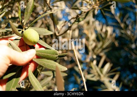 Green olives on a tree. A hand is holding green olives hanging from a tree with many leaves. Olives on a tree frame with copy space. Stock Photo