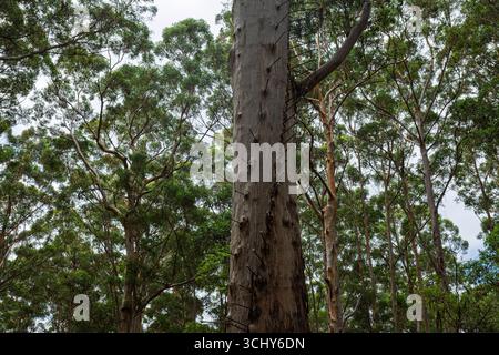 The Gloucester Tree in the Karri Forest at Pemberton, Western Australia Stock Photo
