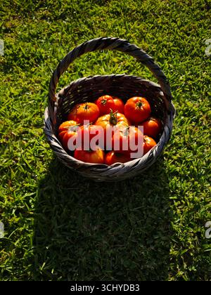 Basket with tomatoes freshly picked from the garden Stock Photo