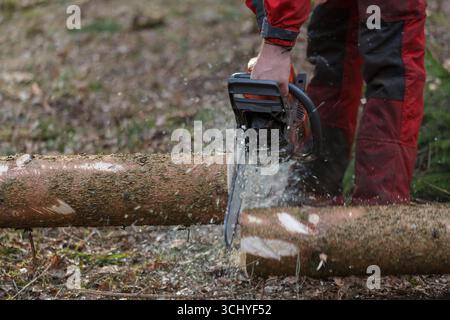 A person in red and black work gear cuts through a log using a chainsaw in a wooded area during daylight. Stock Photo